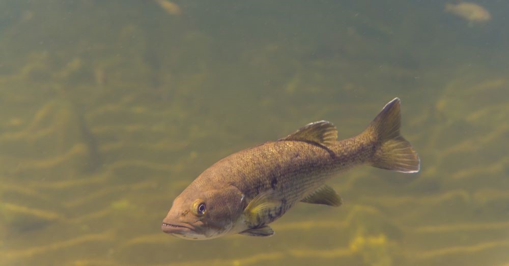 Best Lures for Smallmouth Bass in Clear Water A Guide for Anglers